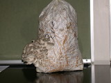 Pleurotus columbinus image