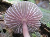 Mycena holoporphyra image