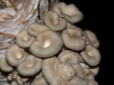 Pleurotus columbinus image