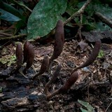 Xylaria scruposa image