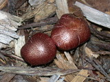 Gymnopilus luteofolius image