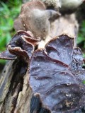 Auricularia nigricans image