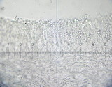 Hygrocybe pratensis image