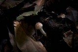 Cystolepiota pulverulenta image
