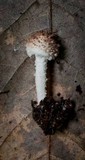 Cystolepiota pulverulenta image