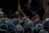 Phylacia poculiformis image
