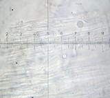 Hygrocybe pratensis image