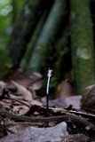 Xylaria comosa image