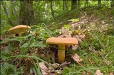 Lactarius volemus image