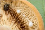 Lactarius volemus image