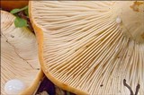 Lactarius volemus image