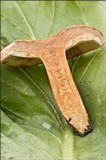 Lactarius volemus image