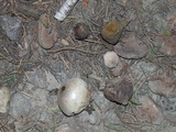 Lycoperdon dermoxanthum image