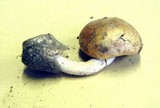 Amanita volvata image