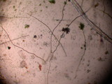 Lycoperdon dermoxanthum image
