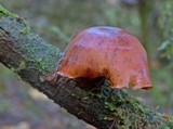 Royoporus badius image