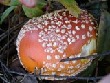 Amanita muscaria var. flavivolvata image