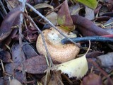 Lactarius rubrilacteus image