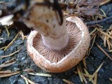 Lactarius rubrilacteus image
