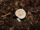 Clitopilus prunulus image