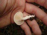 Clitopilus prunulus image