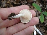 Clitopilus prunulus image