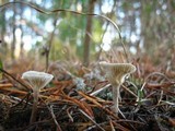 Cantharellula umbonata image