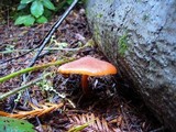 Gymnopilus luteofolius image