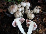 Agaricus californicus image