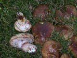Suillus luteus image