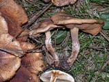 Pholiota terrestris image