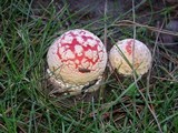 Amanita amerimuscaria image