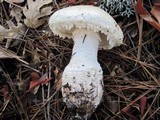 Amanita smithiana image