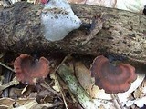 Polyporus dictyopus image