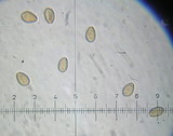 Deconica subviscida image