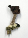 Gyromitra infula image