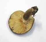 Lactarius picinus image