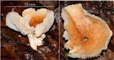 Hygrophorus nemoreus image