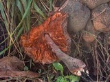 Leucoagaricus americanus image