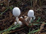 Leucocoprinus cepistipes image