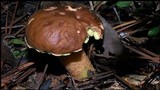 Boletus rubropunctus image