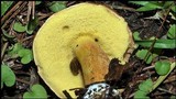 Boletus rubropunctus image