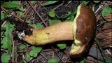 Boletus rubropunctus image