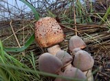 Leucoagaricus americanus image