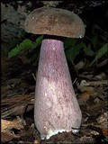 Tylopilus plumbeoviolaceus image