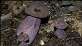 Tylopilus plumbeoviolaceus image