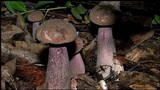 Tylopilus plumbeoviolaceus image