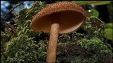 Tricholomopsis formosa image