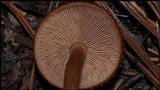 Tricholomopsis formosa image