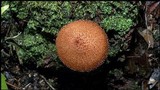 Tricholomopsis formosa image